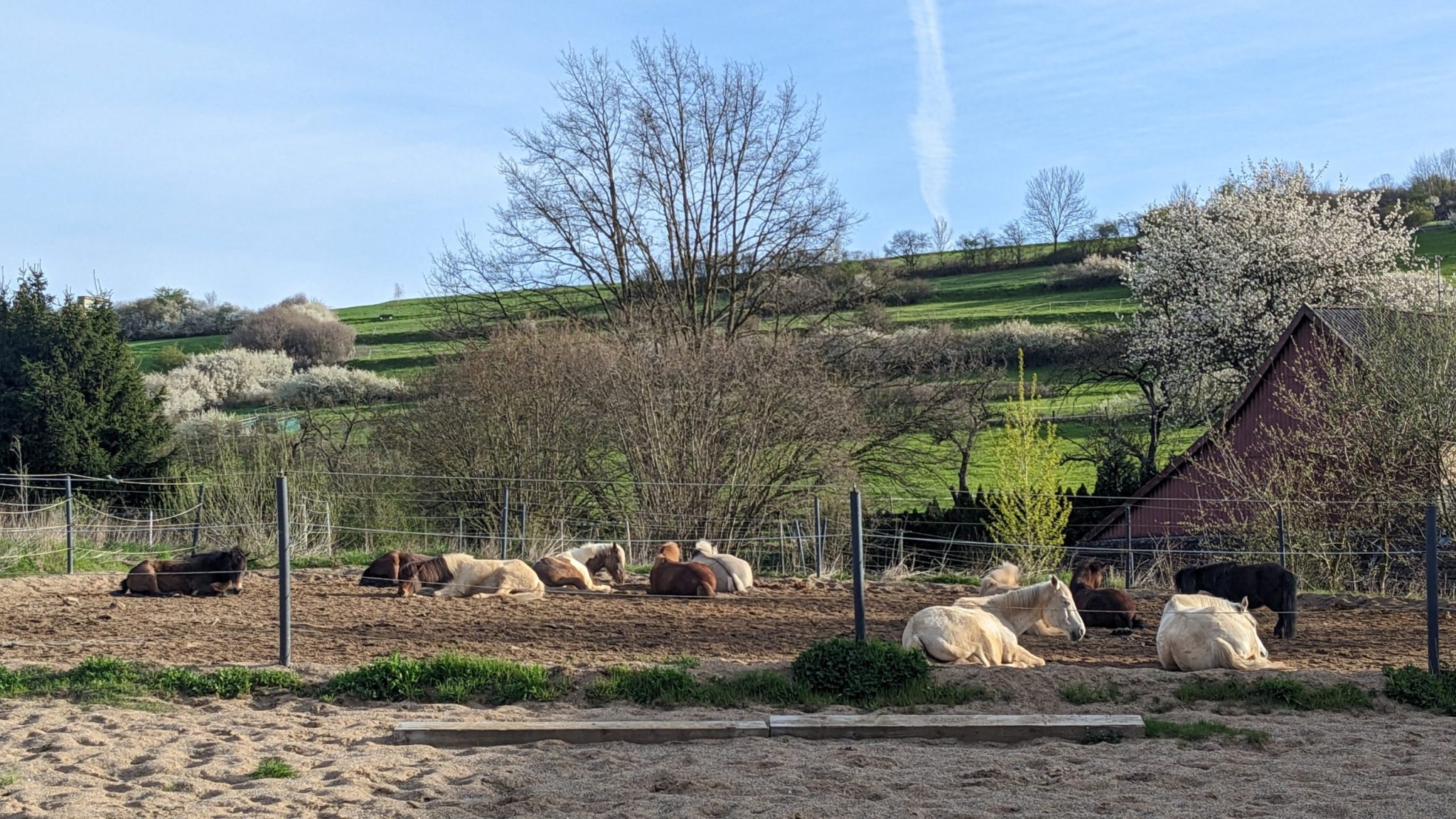 Pferde ruhen auf dem Auslauf der Ranch, dahinter grüne Hänge und blühende Bäume.
